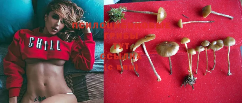 блэк спрут зеркало  Жуков  Псилоцибиновые грибы Psilocybine cubensis 